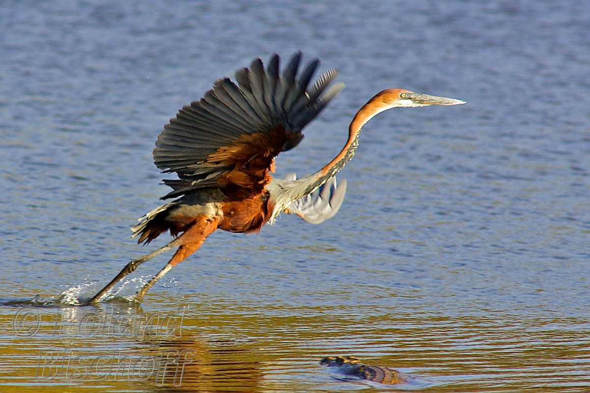 Wingspan of the Goliath Heron found in Africa, South Asia