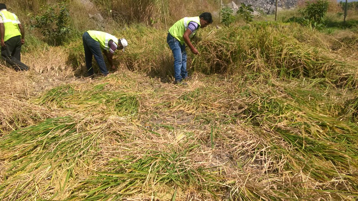 of what was once a stony dump in a coal mining area of Kusunda, Jharkhand converted to paddy field. Harvesting in progress!