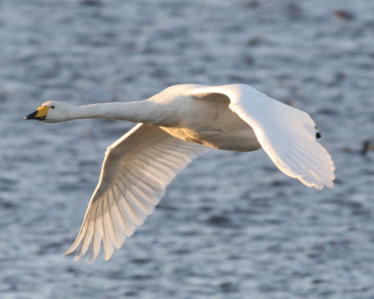 Wingspan of the Whooper Swan found in the Northern Hemisphere