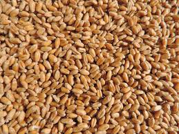 Wheat - Sada variety, Medium grade (per kg)