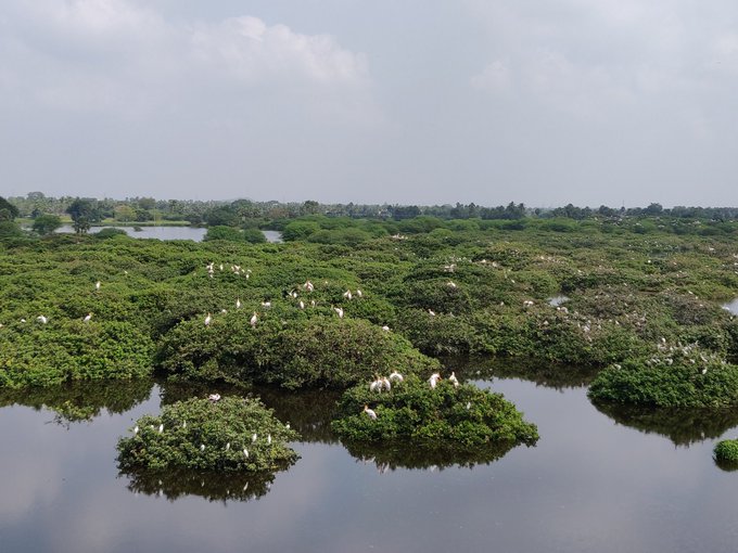 Areas of the Vedanthangal Lake Bird Sanctuary located in the Chengalpattu District and Madurantakam taluk of the state of Tamil Nadu, India. The sanctuary is about 75 kms from Chennai.