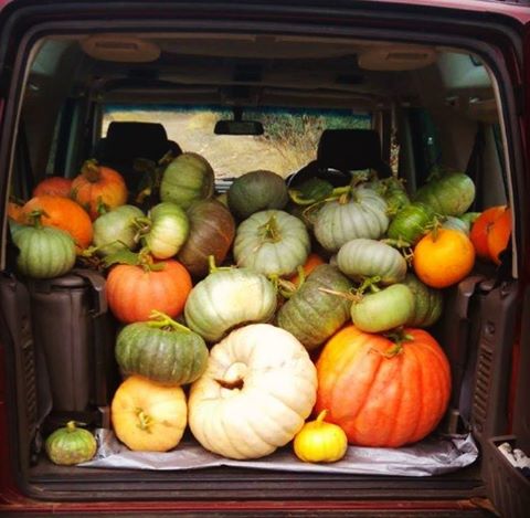of fruit and vegetables provided by the Risdon Prison Garden Project to SecondBite already this year and distributed around Tasmania benefiting community members all across the state.