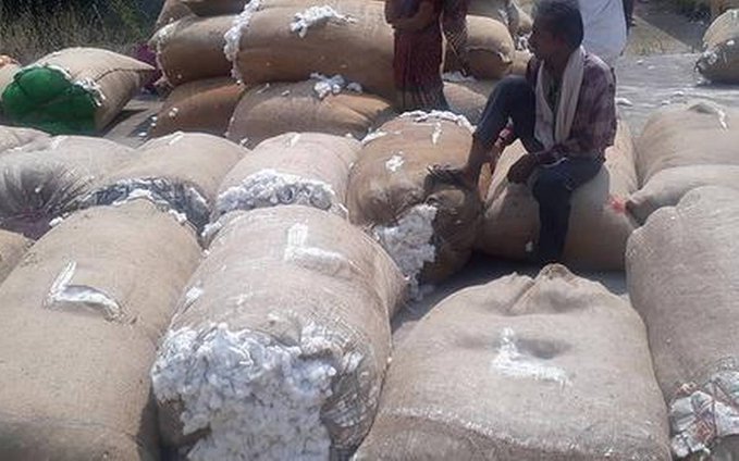 Total raw, unginned cotton (kapas) procured as on 24 Mar, eve of the nationwide COVID-19 lockdown, by CCI and MSCCF. CCI = 91.90 lakh quintals and MSCCF = 54 lakh quintals. Kapas has been procured from an estimated 1.66 lakh farmers. The state has around 40 lakh farmers.