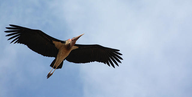 Wingspan of the Marabou Stork found in Sub Saharan Africa