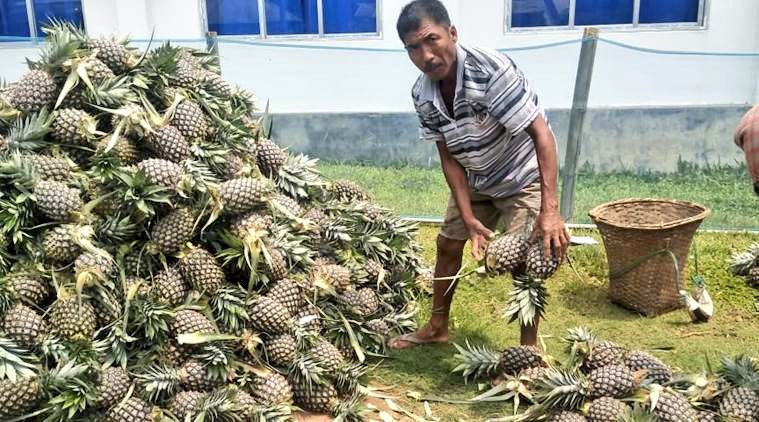Top 10 Pineapple producing countries in the world - production and area under cultivation [2020]