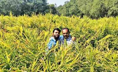 Increase in area of land that Kerala farmers plan to lease during 2019 and 2020. While most cultivation from early 2000s was centred around Chamarajanagar, Shivamogga, Mysuru, Hassan, Kodagu in Karnataka, farmers with high-risk appetite are venturing to Maharashtra, Goa and Chhattisgarh.