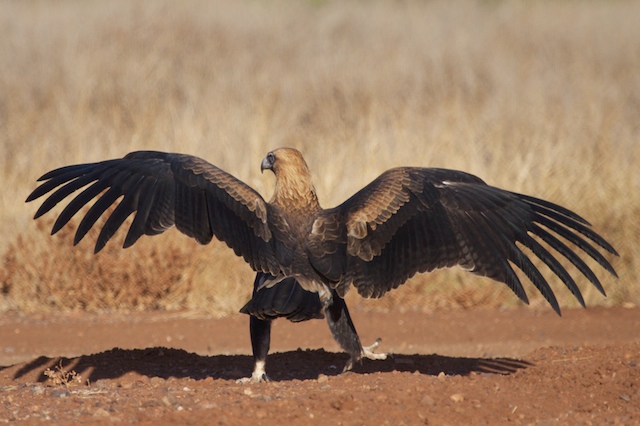 Wingspan of the Wedge-tailed Eagle found in Australia