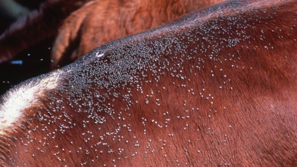 Losses incurred by dairy farmers in northern Australia each year due to infestations of the Buffalo Fly parasite. Models indicate the parasite is headed south aided by climate change.