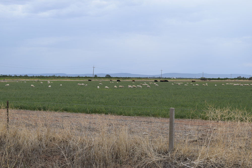 hectares of land will be used for the farm. The site contains room for potential future project expansion.  It is positioned ideally in terms of both solar resources and access to the National Electricity Market. Land within the immediate surrounding area of the site is predominately used as agricultural land with viticulture, citrus, cereal crops and improved pastures most prominent.