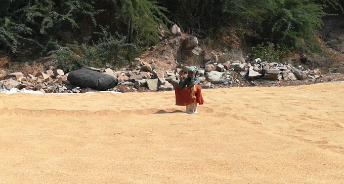 Estimated rice cultivated in the rice bowl region each year.