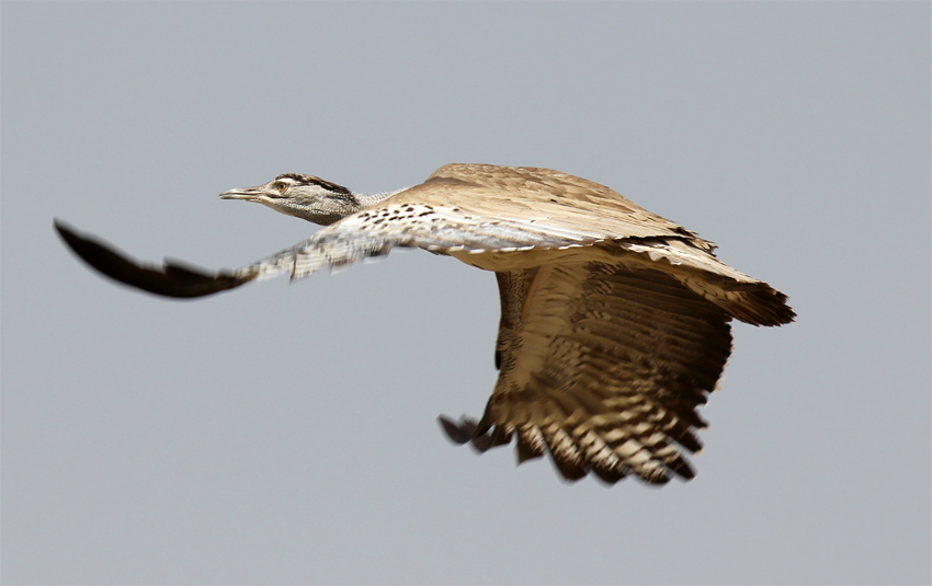 Wingspan of the Kori Bustard found in Africa