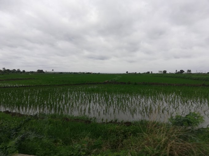 Top 10 Rice producing countries in the world - production and area under cultivation [2019]