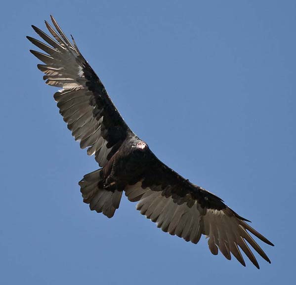 Wingspan of the Black Vulture found in Eurasia