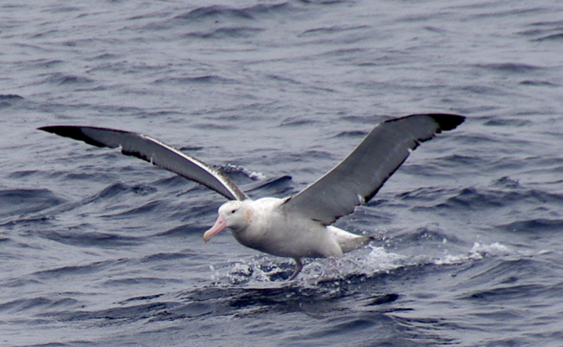 Top 10 Birds with largest wingspans