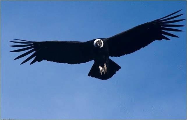 Wingspan of the Andean Condor found in the Southern America