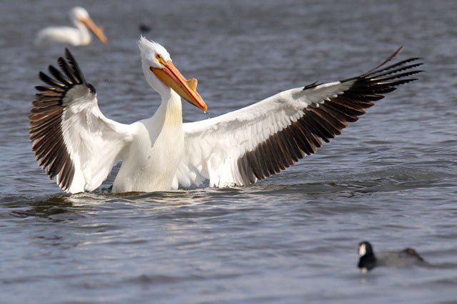 Wingspan of the Great White Pelican found in SE Europe, Asia and Africa