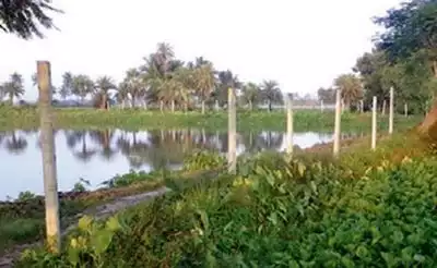 Area of Dr Ashok Bose's bheri in Tardaha Kapasati mouja located along the southern flank of Basanti Expressway , around 11 km from Science City. (4 bighas = 1 acre)