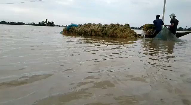 Floods hit summer paddy harvest in Assam. First wave of floods has hit most of the summer paddy zones in the state, which include Nagaon, Morigaon, Goalpara, Dhubri, Sonitpur and Darrang cultivated over four lakh hectares in the state.