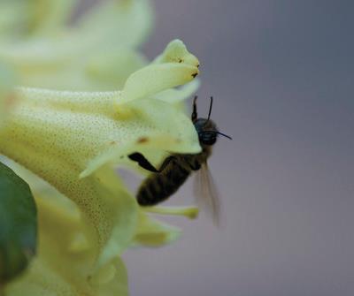 Estimated produce of honey per year from Beehives. Beekeeping is a permitted use in some parks and reserves where honeybees access floral resources.