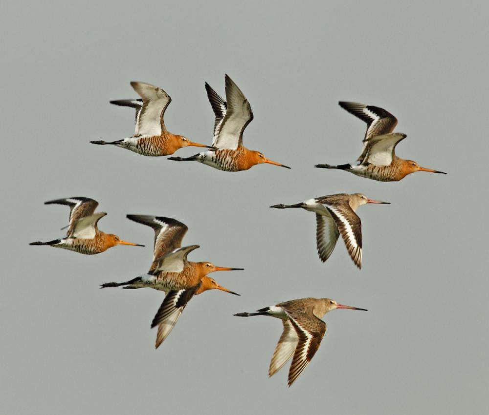 Distance a Bar tailed godwit flies during its annual migration. Its migration is the longest known non-stop flight of any bird and also the longest journey without pausing to feed by any animal. They have been recorded to travel this distance from Alaska to New Zealand in only 8 days, flying at an average of more than 50 km/h.