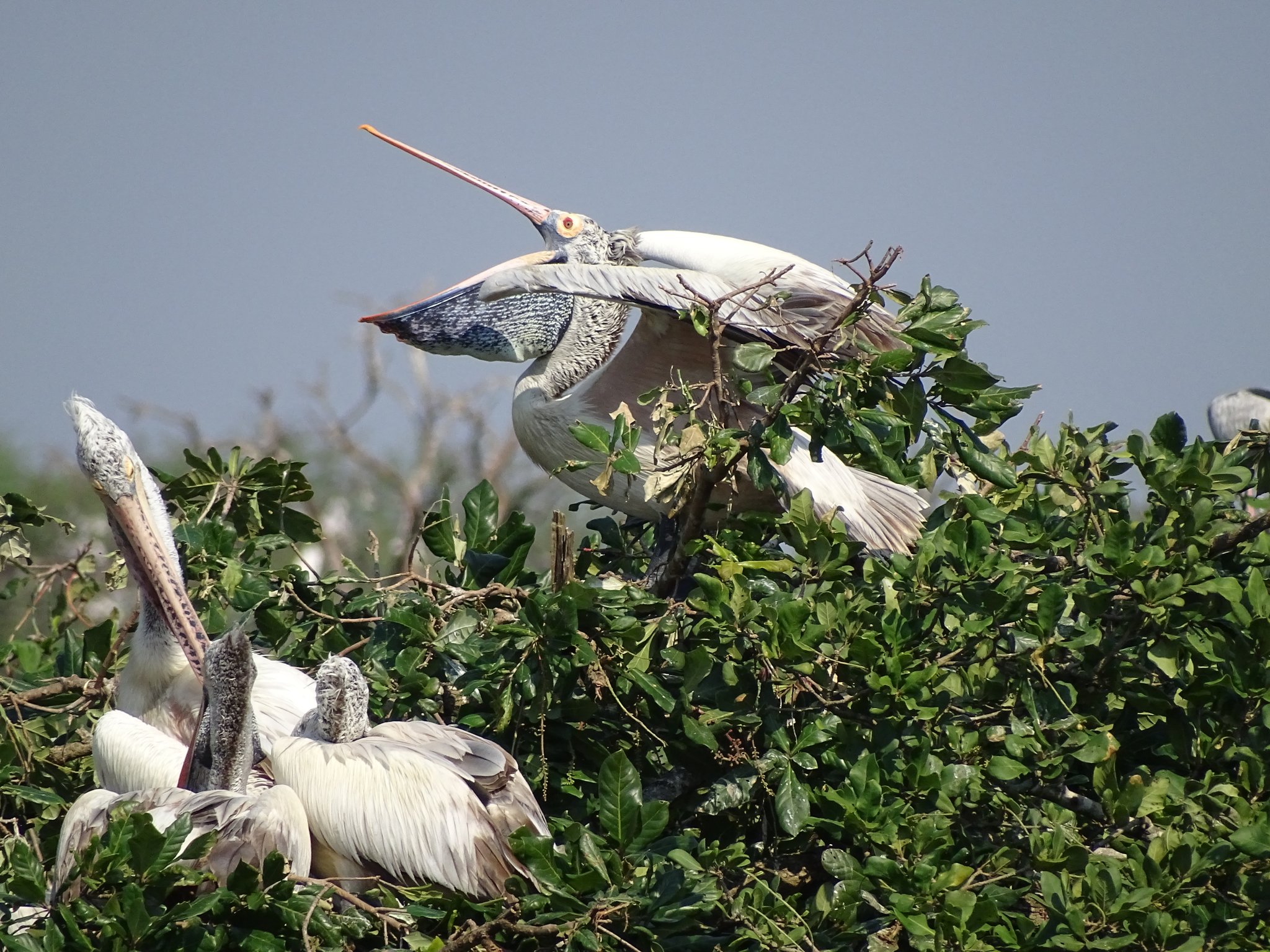 Estimated number of birds that come to the sanctuary each year to nest. It is one of the largest heronries (a breeding colony of herons, typically in a group of trees) in India.