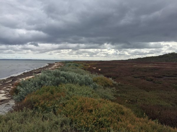 Saltmarsh, along with mangroves and seagrass meadows, can bury carbon faster than tropical rainforests and can store this ‘blue carbon’ for thousands of years. This makes saltmarsh vegetation ideal targets for carbon offset programs and nature-based climate mitigation initiatives. - Toby Stringer, Parks Victoria Project Coordinator