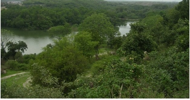 saplings planted by Coal India as part of its Clean & Green campaign.