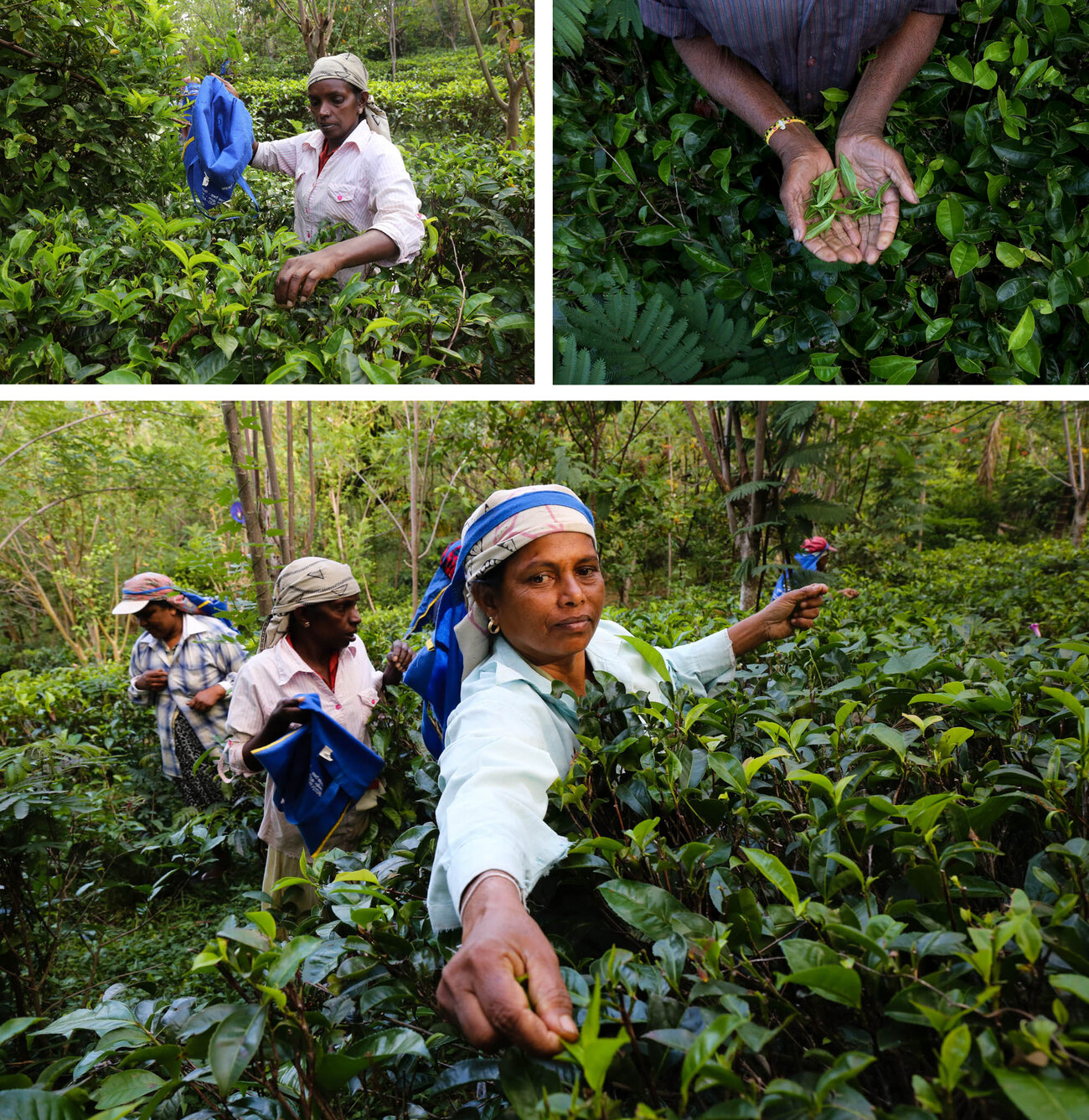 Top 10 tea producing countries in the world - production and area under cultivation [2019]