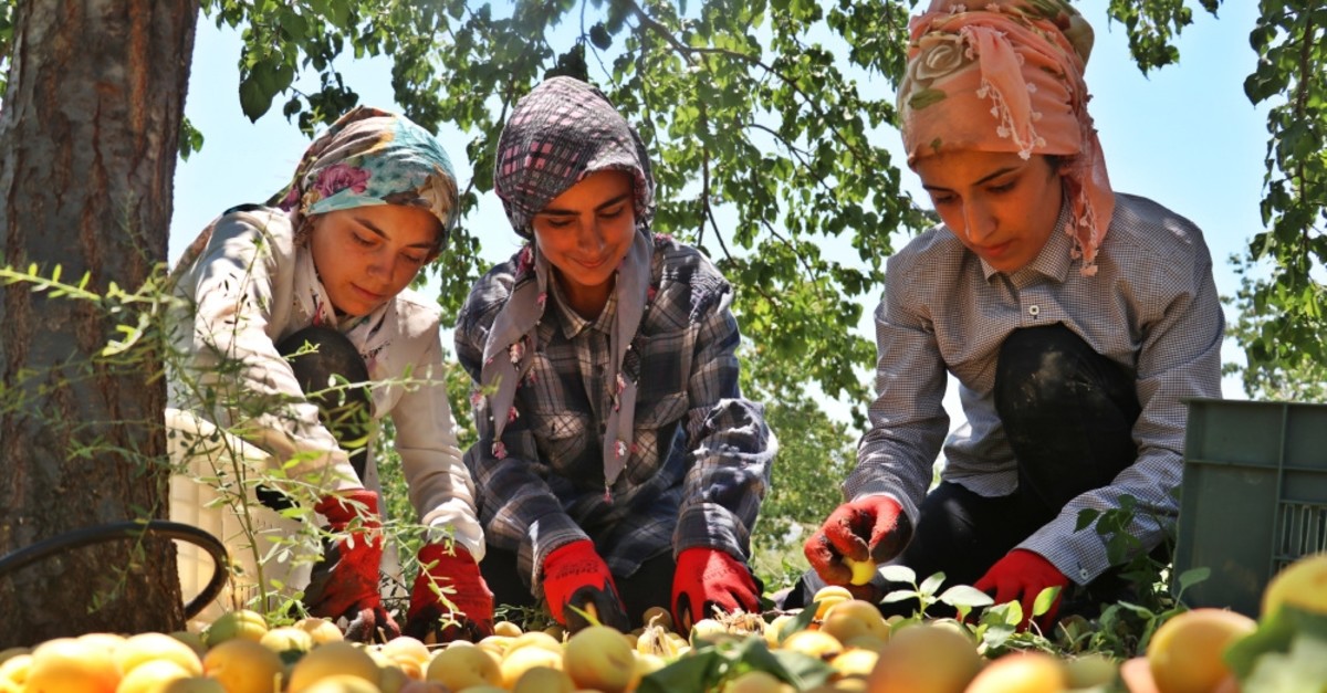 Top 10 Apricot producing countries in the world - production and area under cultivation [2020]