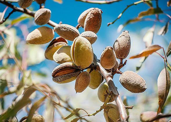 Top 10 Almond producing countries in the world - production and area under cultivation [2020]