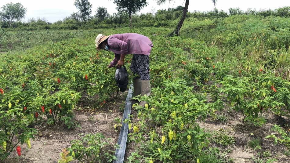Role of agriculture in Guyana's economy
