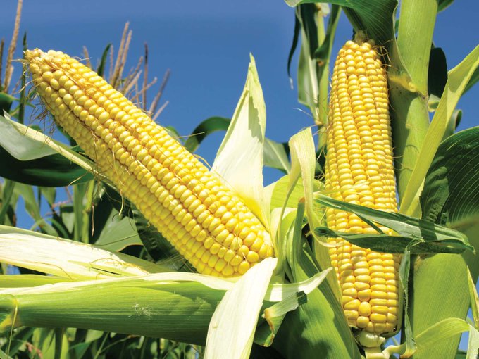 Top 10 Maize producing countries in the world - production and area under cultivation [2019]