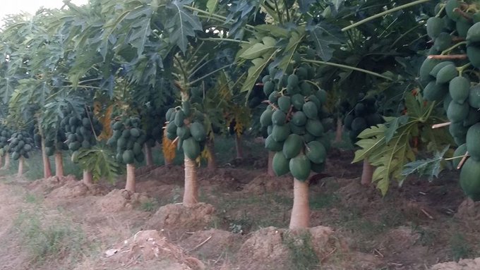 Top 10 Papaya producing countries in the world - production and area under cultivation [2019]