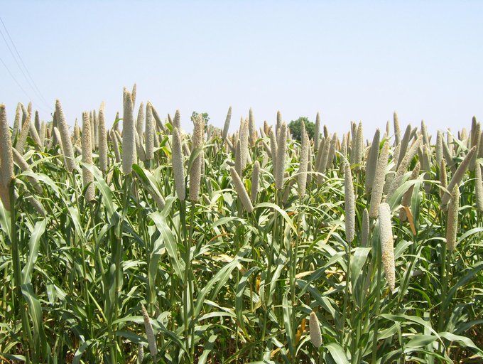 India: Production of foodgrains and commercial crops [2015-16]