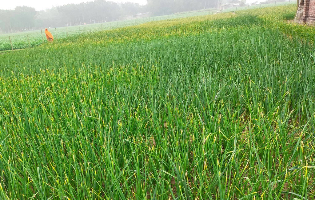 Major garlic producing divisions in Bangladesh - production and area under cultivation [2019-20]