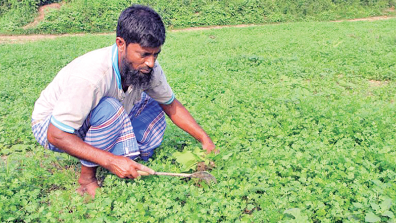 major-coriander-producing-divisions-in-bangladesh-production-and-area