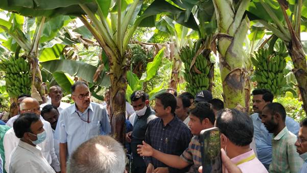 Banana farmers and related stakeholders that are expected to benefit through the set up of a Horticulture Cluster Development Programme (HCDP). Dr. Abhilaksh Likhi, IAS, Additional Secretary, Ministry of Agriculture & Farmers’ Welfare, Government of India, announced during his visit to the Karnapudiki Village of Narpala Mandal in Ananthapur District that Ananthapur has been selected as a pilot cluster for Banana under HCDP. The cluster will enable handling of approximately 750,000 metric tonnes of banana. The programme also we aims to improve exports of the targeted crops by 20-25% and create cluster-specific brands to enhance the competitiveness of cluster crops.