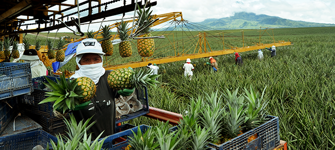 Major Pineapple producing regions in Philippines - production and area under cultivation [2020]