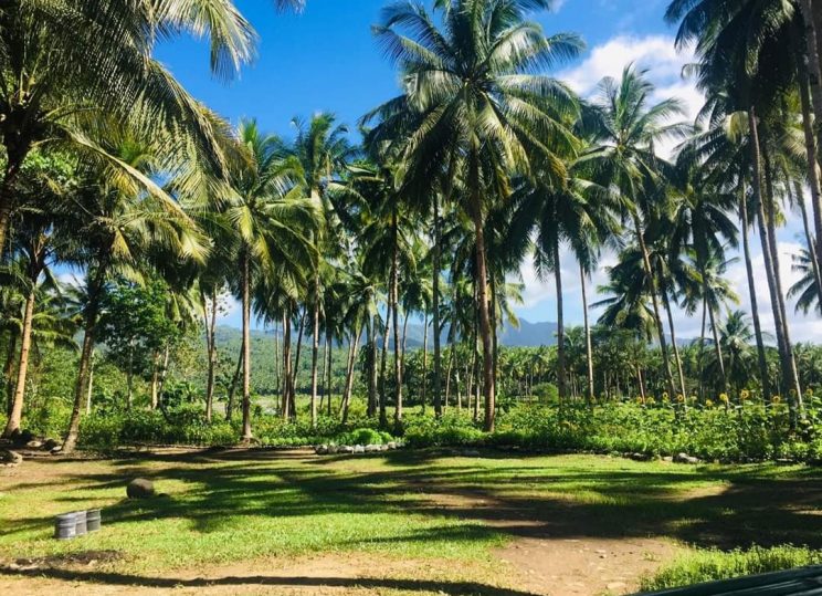 Major Coconut producing regions in Philippines - production and area under cultivation [2020]