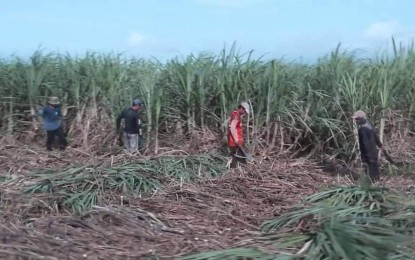 Sugarcane production in Western Visayas, Philippines
