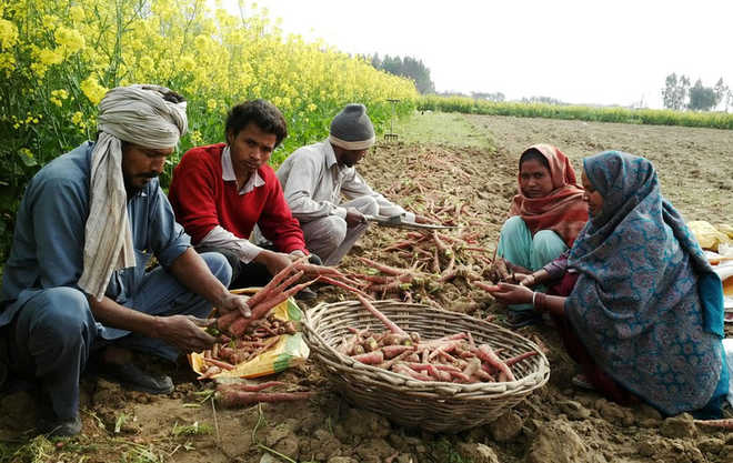 Top 10 Carrot producing states in India [2021-22]