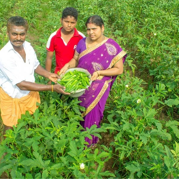 Top 10 Okra (Ladyfinger) producing states in India [2021-22]