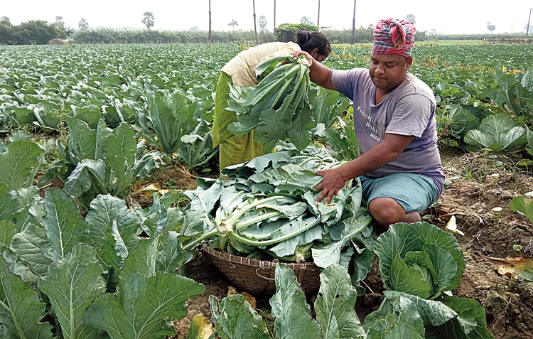 Top 10 Cabbage producing states in India [2021-22]