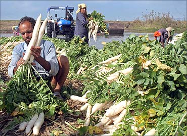 Top 10 Radish producing states in India [2021-22]